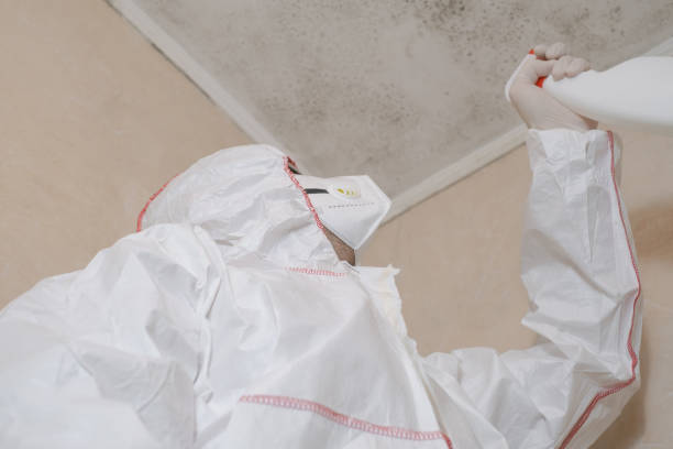 Mold Testing and Removal in West Sharyland, TX