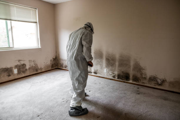 Best Local Mold Removal Service  in West Sharyland, TX