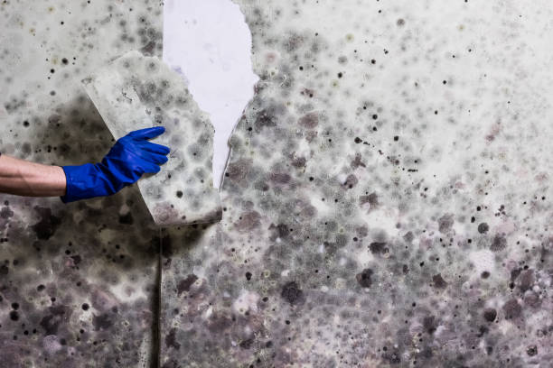 Trusted West Sharyland, TX Mold Removal Experts