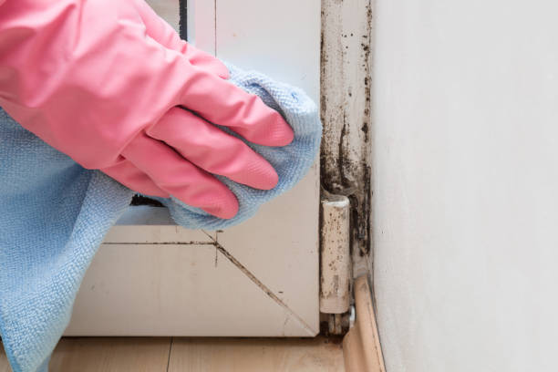Best Mold Testing and Removal  in West Sharyland, TX